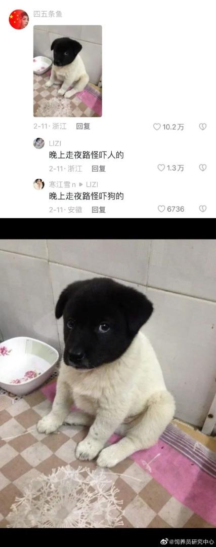 谢谢幽默小狗，哈哈哈都很会长