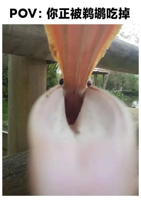 《鹅鸭杀》我铁呆呆鹅！