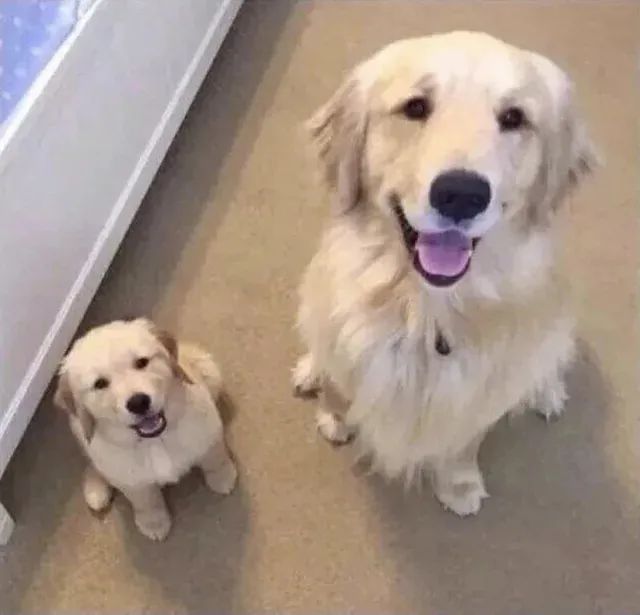 你和你的崽崽都好可爱